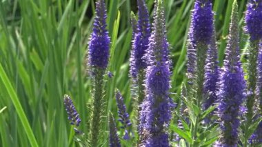 Batanik bir bahçede Opuntia mikrodasyleri