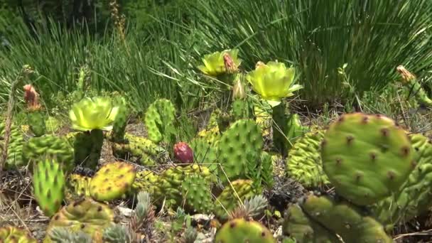 Opuntia Microdasys Einem Batanischen Garten — Stockvideo