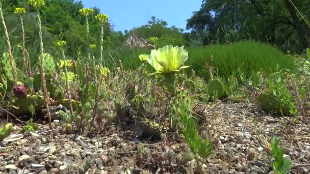 Opuntia Microdasys Einem Batanischen Garten — Stockvideo