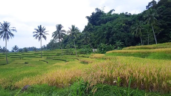 Plantacja Ryżu Indonezji — Zdjęcie stockowe