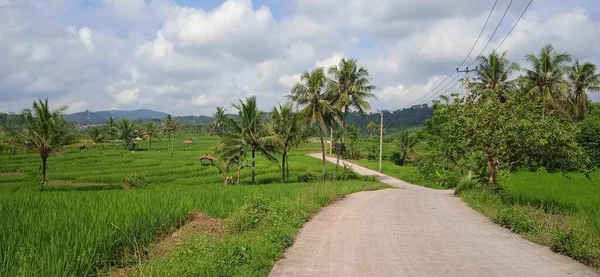 Rijstplantage Indonesië — Stockfoto