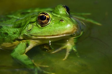 Göl kenarına bakan yeşil amfibi kurbağası