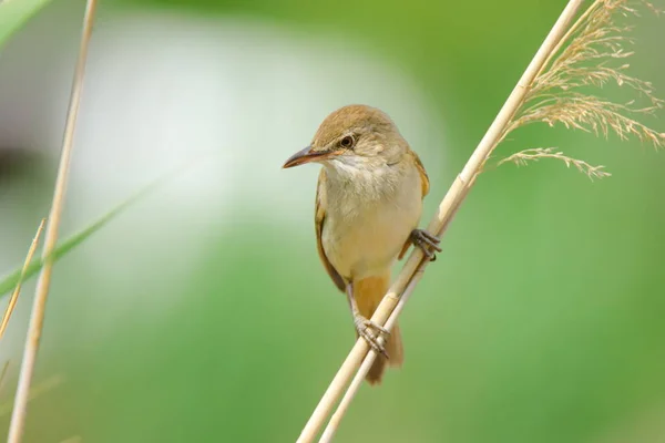 Belle Roseau Chant Grive Oiseau Chantant Sur Roseau — Photo