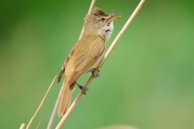 Güzel kamış ardıç kuşu şarkı söylüyor sazlıkta.