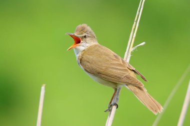Güzel kamış ardıç kuşu şarkı söylüyor sazlıkta.