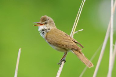 Güzel kamış ardıç kuşu şarkı söylüyor sazlıkta.