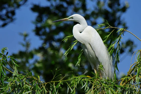 Большая Цапля Белая Водоплавающая Птица Сидит Дереве — стоковое фото