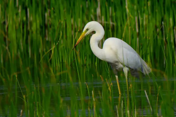 Белый Цвет Большая Цапля Водяной Птицы Охота Озере — стоковое фото