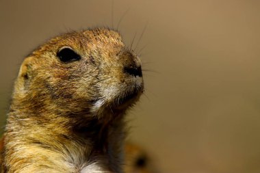 Şirin çayır köpeği portresi. Kameraya bakıyorum. Vahşi yaşam fotoğrafı. Avrupa Macaristan, Budapeşte. 2022.06.17.
