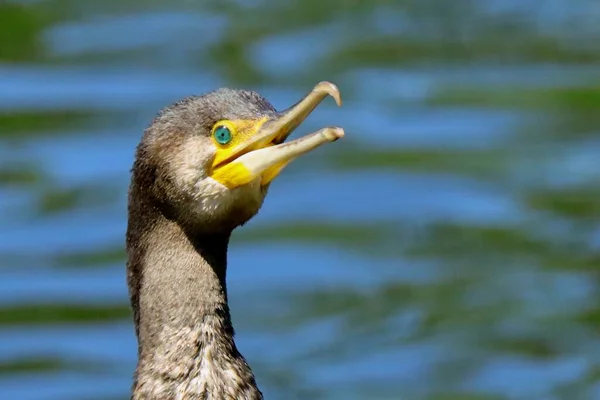 Prachtige Aalscholver Watervogel Gezicht Portret Kijkend Naar Camera Vogelspotten Europa — Stockfoto