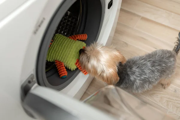 Dog at the washing machine ready to do housework and clean dirty teddy bears. High quality photo