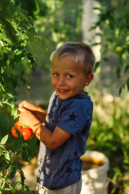 Küçük bir çocuk serada domates topluyor. Çocuk yetiştirme ve hasat. Çocuklar için sağlıklı organik sebzelerin kutsallığı.