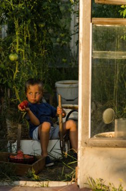 Küçük çocuk olgun domates serada tutan portresi