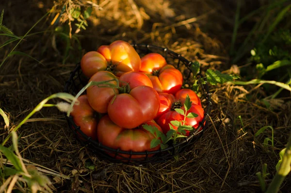 토마토를 수확하는 온실에서 유기농 토마토를 수확하고 있습니다 여름철에는 토마토가 — 스톡 사진