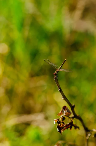 Gold Dragonfly Perching Branch — Stock Photo, Image