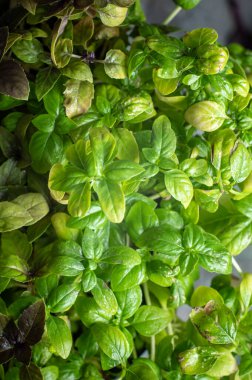 Esmer arka planda taze fesleğen, yakın plan.