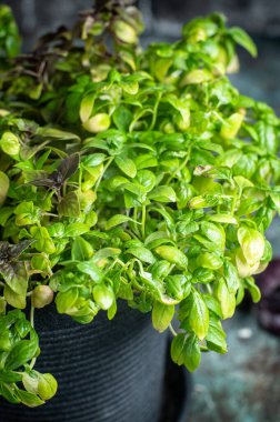 Esmer arka planda taze fesleğen, yakın plan.