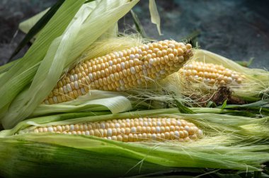 Çiğ mısır ya da koyu arkaplanda mısır. Yiyecek konseptini hasat et.