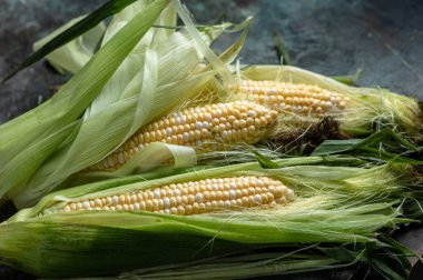 Çiğ mısır ya da koyu arkaplanda mısır. Yiyecek konseptini hasat et.
