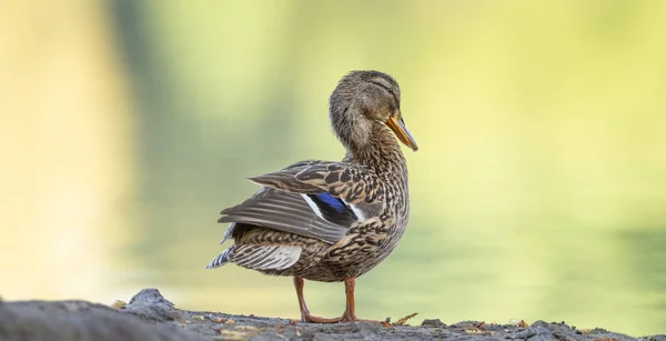 Schöne Ente Auf Dem See — Stockfoto