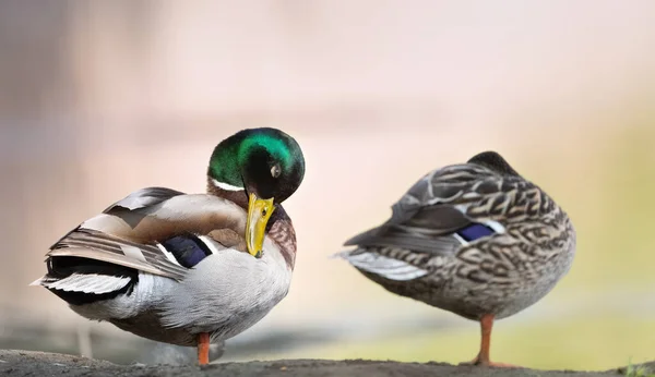 Canards Colverts Sur Lac Par Une Journée Été Ensoleillée — Photo