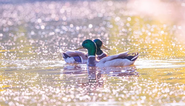Pájaros Hermosos Lago Primavera Con Reflexión — Foto de Stock