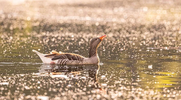 Schöne Wilde Graugans Auf Einem See Zeitigen Frühling Ufer Des — Stockfoto