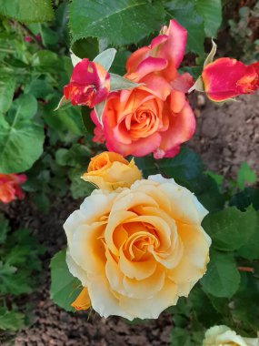 Sarı ve kırmızı güller