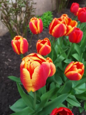 Bahçedeki güzel laleler