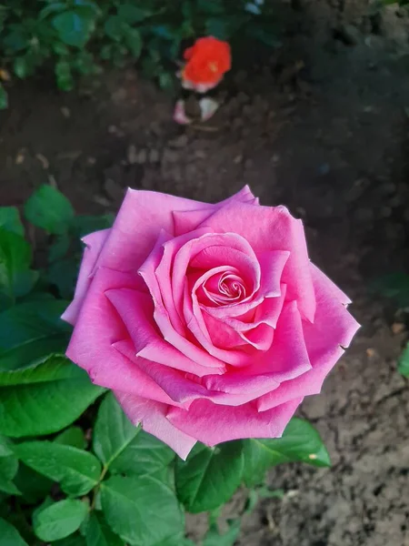 Beautiful Pink Rose Garden — Stock Photo, Image