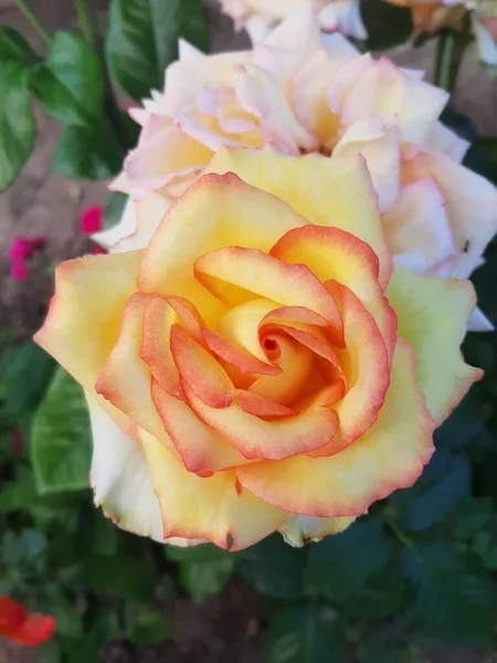Rosas Bonitas Conceito Flora Floral — Fotografia de Stock
