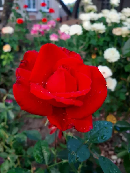 Rosa Roja Después Lluvia —  Fotos de Stock