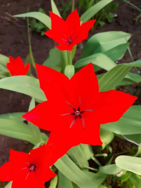 Beautiful Red Flower Garden Close View — Stok fotoğraf