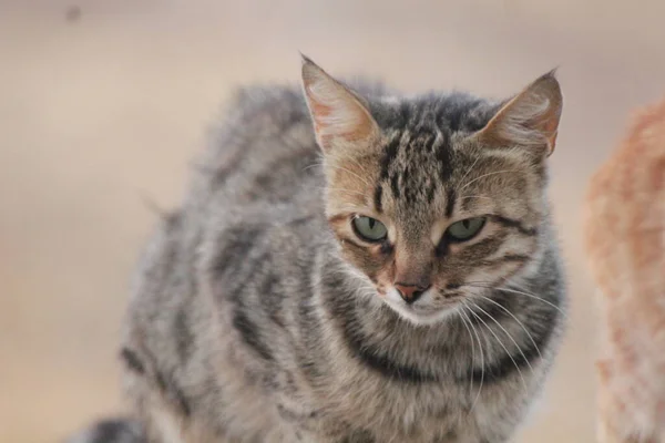 house cat street cat