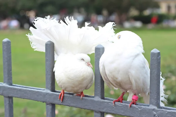 Two Sleeping Pigeons Park Fence — Stock Photo, Image