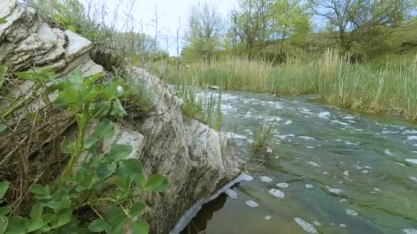 Videofilmer Liten Flod Molnig Dag Runt Naturen Träd Gräs Vatten — Stockvideo