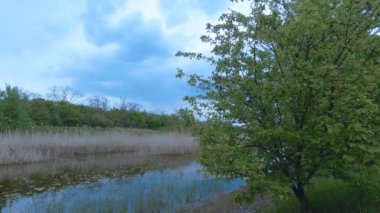 Bulutlu bir günde küçük bir nehrin video görüntüleri. Doğa, ağaçlar, çimenler. Rahatla ve rahatla. Nehir kenarında ağaçlar çiçek açar.