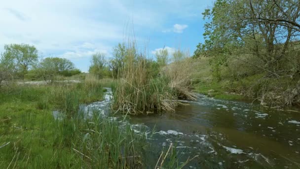 Videofilmer Liten Flod Molnig Dag Runt Naturen Träd Gräs Vatten — Stockvideo