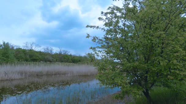 Imagini Video Mic Râu Într Tulbure Jurul Naturii Copaci Iarbă — Videoclip de stoc