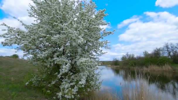 Videofilmer Liten Flod Molnig Dag Runt Naturen Träd Gräs Slappna — Stockvideo
