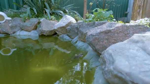 池の庭のカエル — ストック動画
