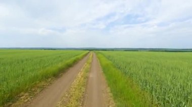 bir buğday tarlası boyunca sürmek