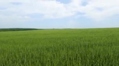 bir buğday tarlası boyunca sürmek
