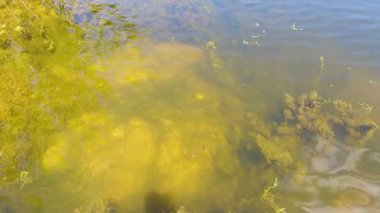 Nehirdeki temiz suda dönen geçit.