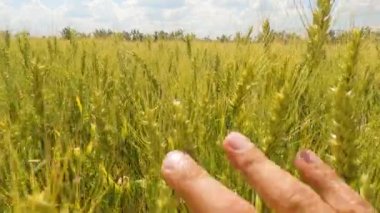 Tarlada buğday kulakları. Büyük buğday tarlasında yürü. Ağır çekim. peyzaj yaşam tarzı