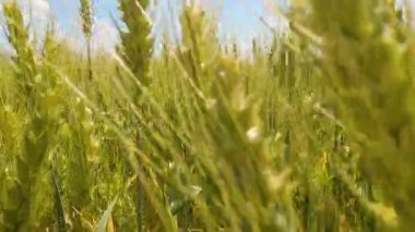 Tarlada buğday kulakları. Büyük buğday tarlasında yürü. Ağır çekim. peyzaj yaşam tarzı