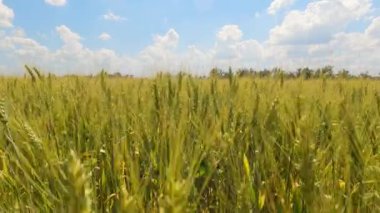 Tarlada sallanan buğday başakları