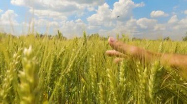 Buğday başaklarına eli ile dokunan bir adamın otantik yakın çekimi.