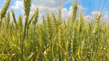 Tarlada buğday kulakları. Büyük buğday tarlasında yürü. Ağır çekim. peyzaj yaşam tarzı