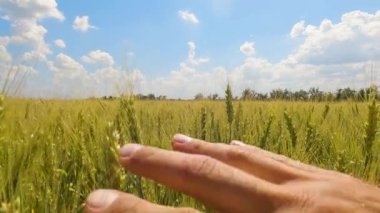 Buğday başaklarına eli ile dokunan bir adamın otantik yakın çekimi.
